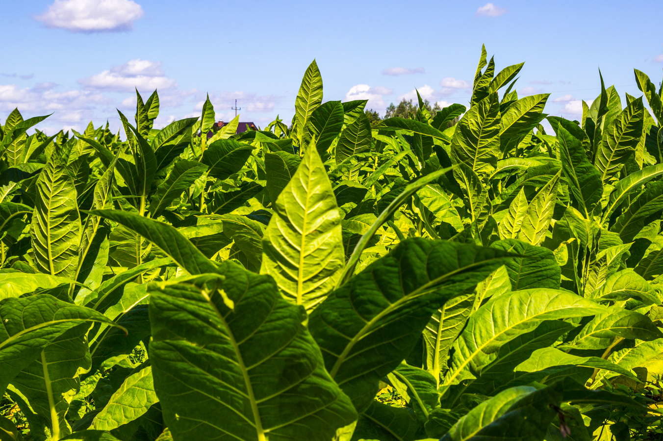 Planta de tabaco: consejos para plantar, cuidar e invernar