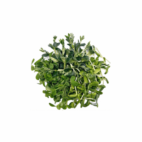 Lupinen Microgreens - Saftgras – Bild 2