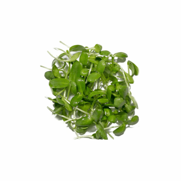 Sonnenblumen Microgreens - Saftgras – Bild 2