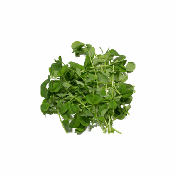 Erbsen Microgreens - Saftgras – Bild 2