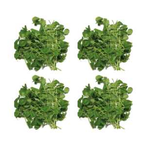 Erbsen Microgreens - Saftgras