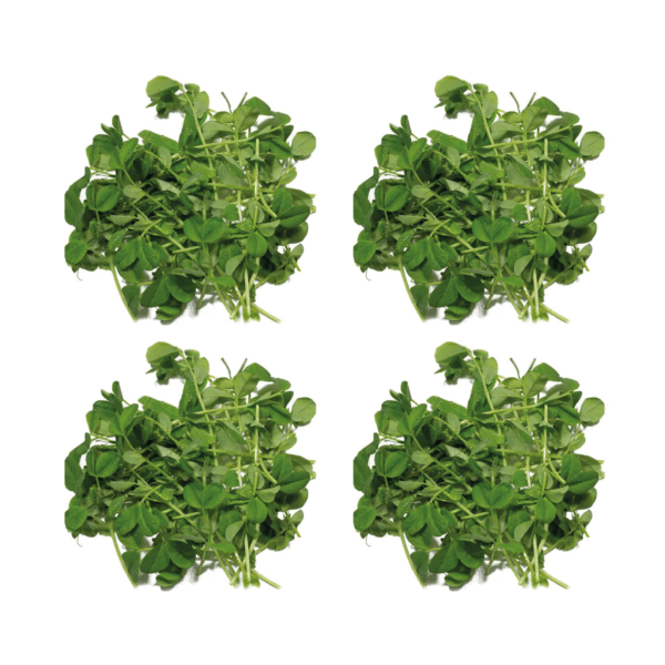 Erbsen Microgreens - Saftgras