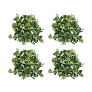 Lupinen Microgreens - Saftgras