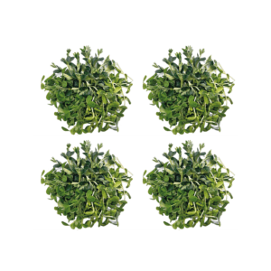 Protein Trio Microgreens - Saftgras