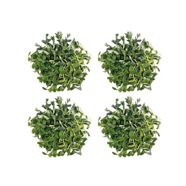 Protein Trio Microgreens - Saftgras