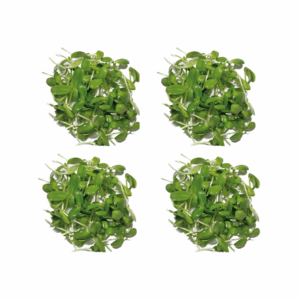 Sonnenblumen Microgreens - Saftgras