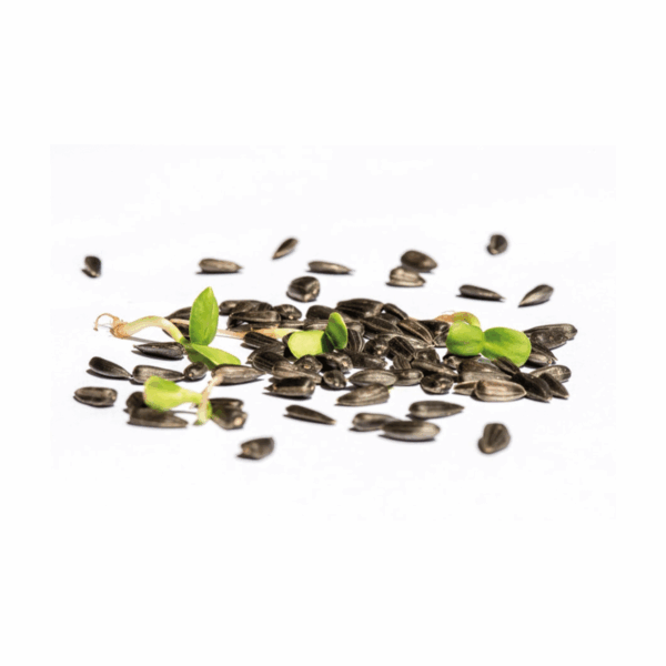 Samensprossen - Sonnenblumen 350g