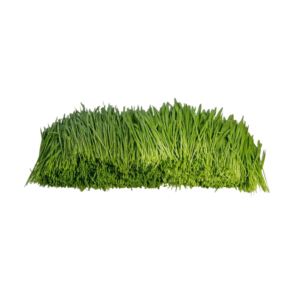 Frischgeschnittener Gras Mix - Saftgras
